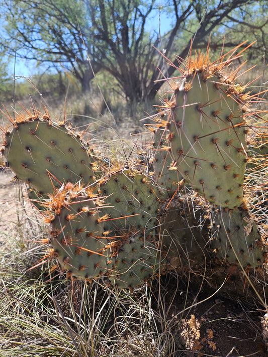 Brown Spine Prickly Pear Cactus 3 Pads