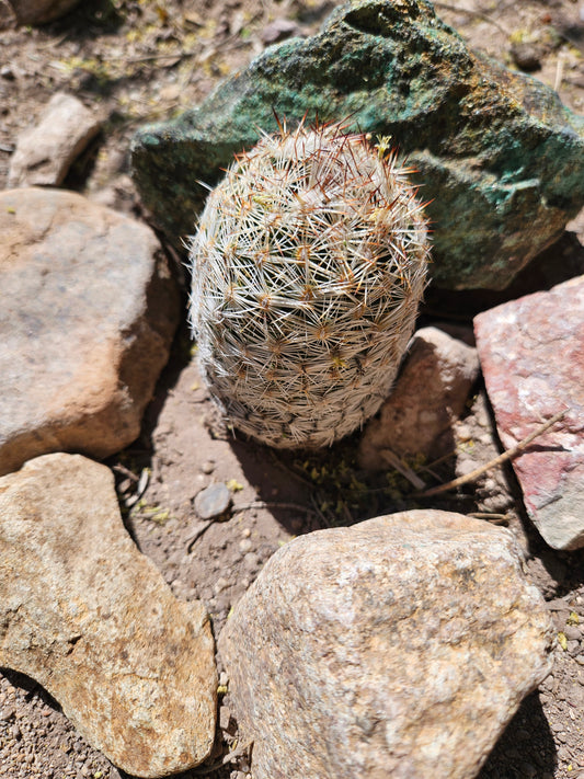 Pincushion Cactus Genus Mammillaria 3-5" Bareroot