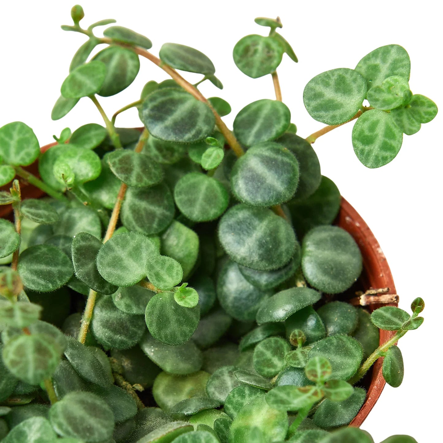 Peperomia Prostrata 'String of Turtles'