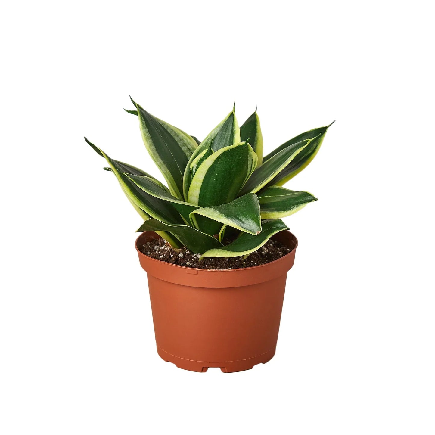 Snake Plant Black Gold