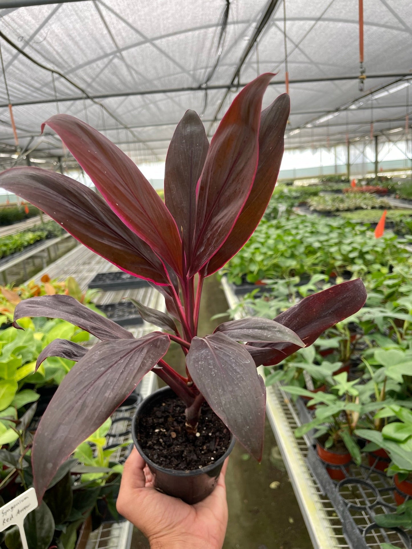 Cordyline 'Calypso Queen'