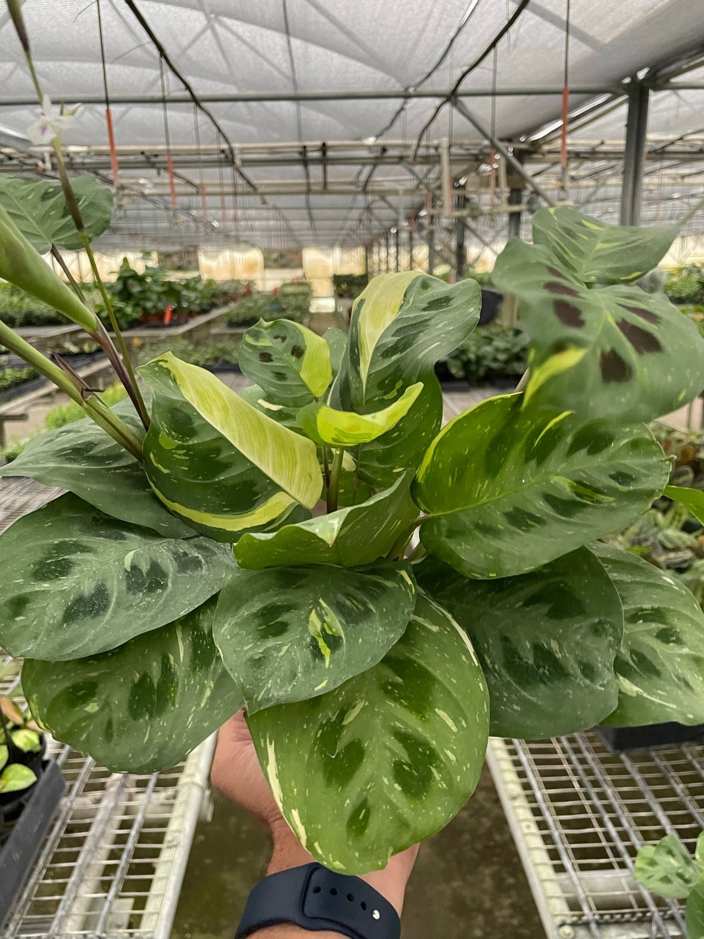 Maranta Variegated 'Beauty Kim'