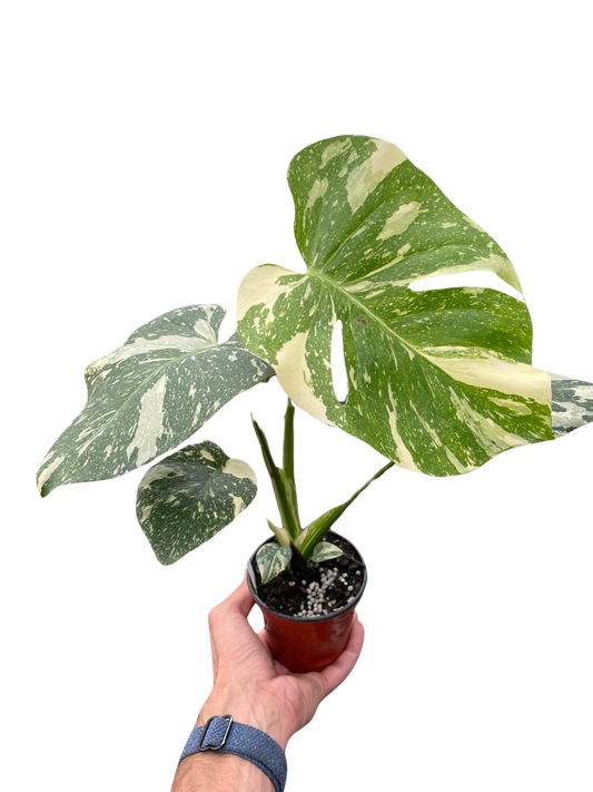 Monstera 'Thai Constellation'