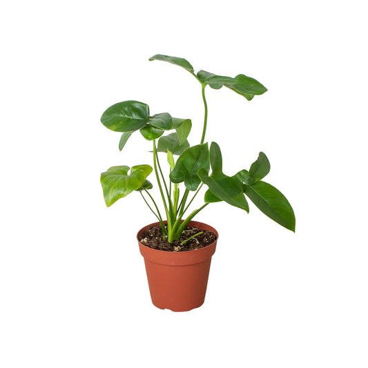 Philodendron 'Goeldii'