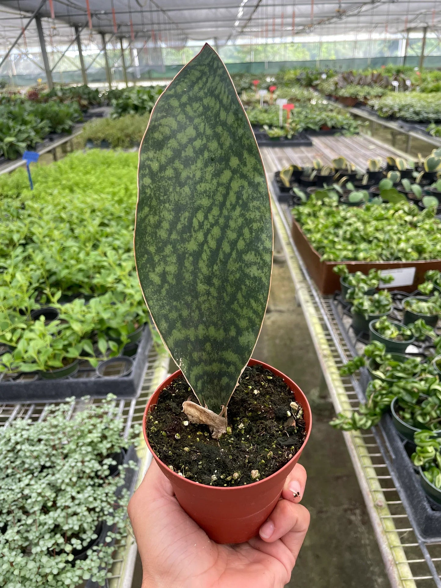 Shark Fin Snake Plant