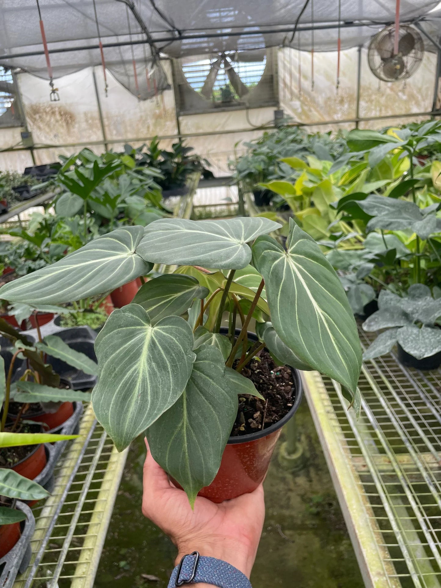 Philodendron Gloriosum 'Zebra'