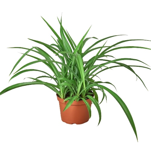 Spider Plant 'Green'