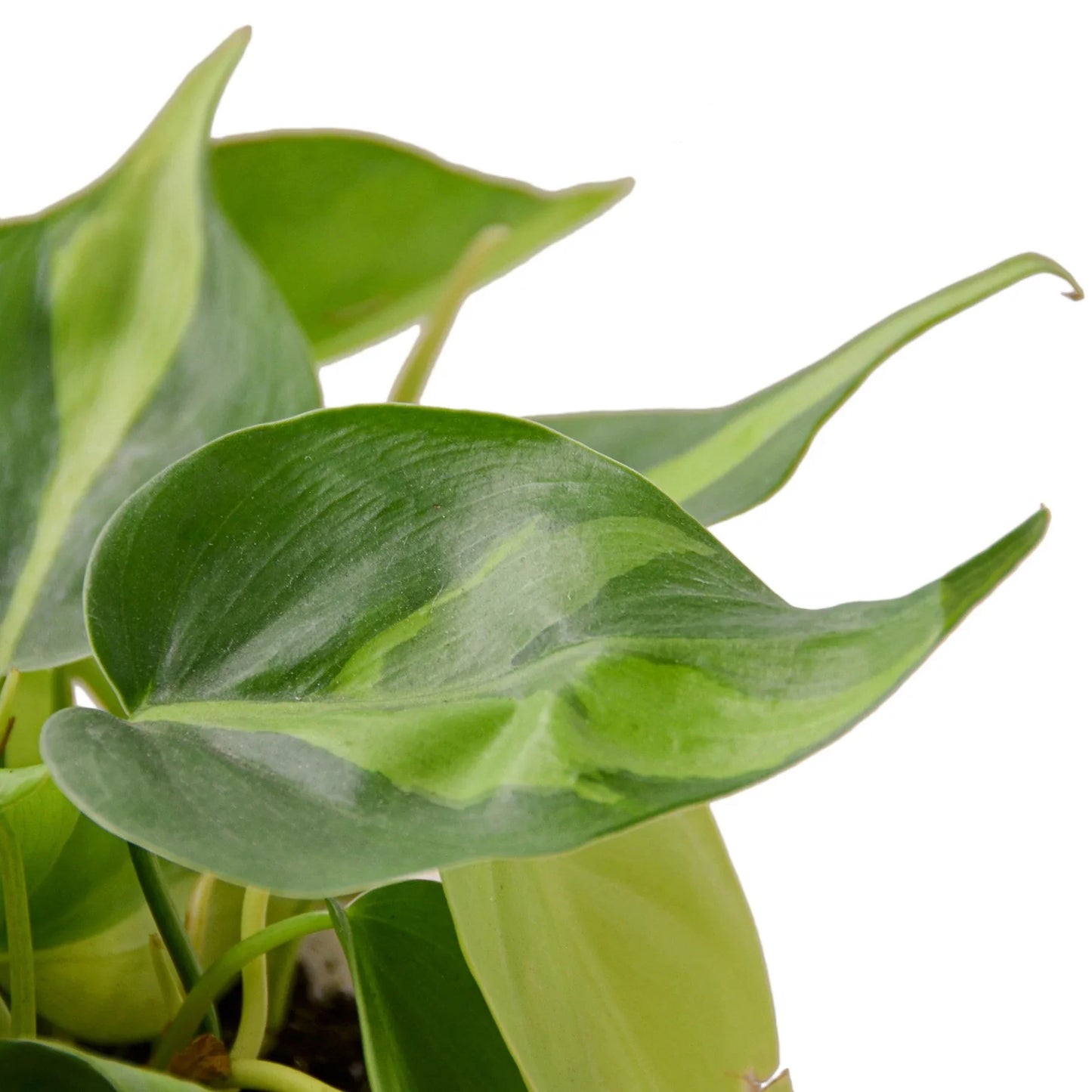 Philodendron 'Brasil'