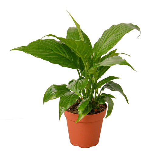 Spathiphyllum 'Peace Lily'