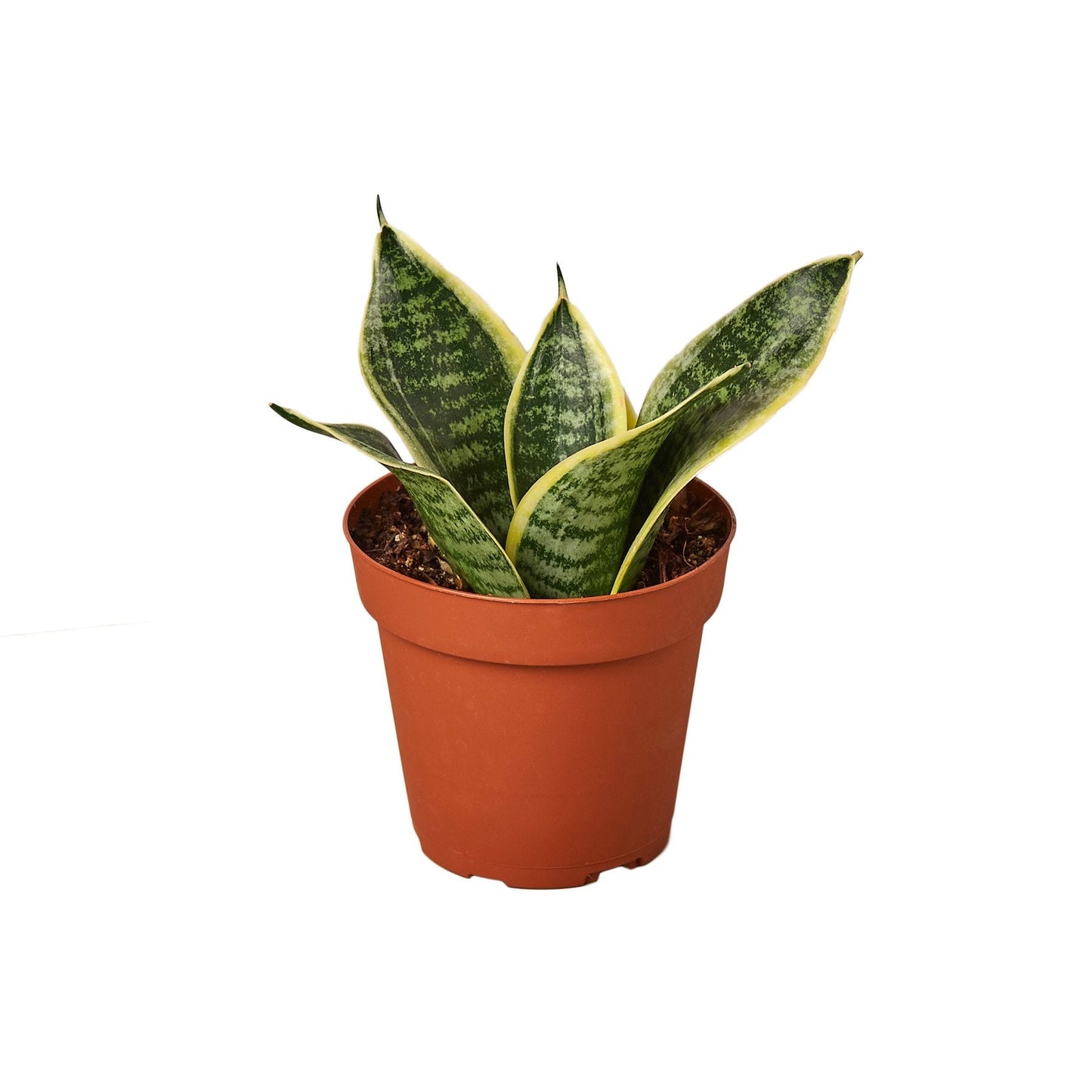 Snake Plant Laurentii Dwarf