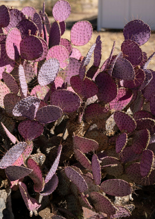 Purple Santa Rita Cactus 3 Pads